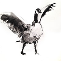 Goose drawing