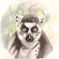 Drawing of a lemur