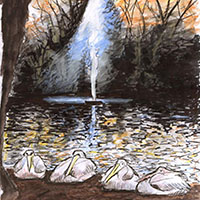 Pelicans in St James' Park