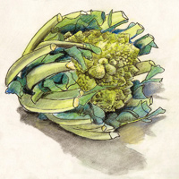 Drawing of a broccoli romanesco